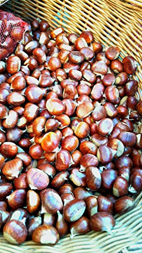 Giannetti Artisans Italian Chestnuts Flour - Stone Chamber Roasted Chestnuts - Nov. 2022 Batch (1Lb Bag) #TOP3