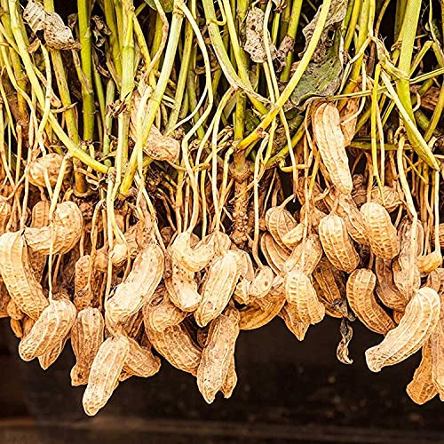 100PCS Seeds Peanut Seeds | No...