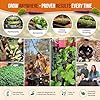 Organo Republic 10 Unique Carrot Seeds Variety Pack - 7,550+ Non-GMO Heirloom Carrot Seeds for Outdoor & Indoor Home Gardening, Including Carrot Imperator 58, Little Fingers, Scarlet Nantes, Parisian