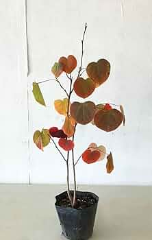 61o7pRwLMIL._AC_UF350,