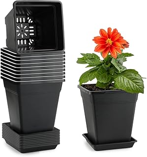 6 inch Plant Pots, 10 Pack Flower Pots Outdoor Indoor, Square Plastic Planter with Drainage Holes and Saucers, 0.5 Gallon Planter Pots for Plants Deep Capacity Garden Pot Container with Tray