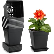 6 inch Plant Pots, 10 Pack Flower Pots Outdoor Indoor, Square Plastic Planter with Drainage Holes and Saucers, 0.5 Gallon Planter Pots for Plants Deep Capacity Garden Pot Container with Tray