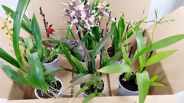 Echte Cambria-orchideeën, 3 grote kamerplanten van 30-40 cm hoog, met bloemen, mix van 3 soorten uit Nederland, 3 kleuren, licht geurend (geen zaden en niet kunstmatig