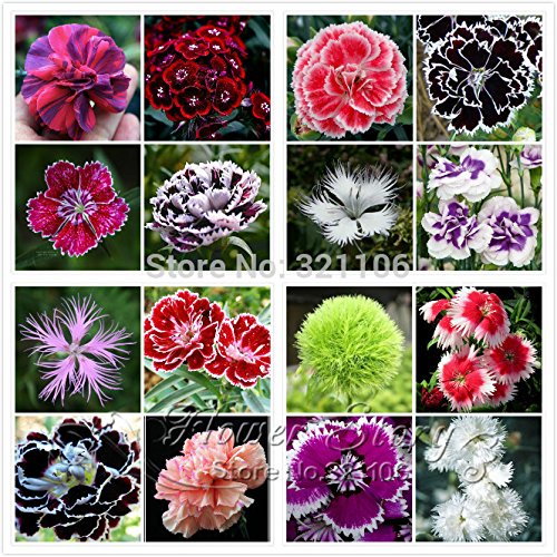 Creative Farmer Flower Seeds : Dianthus-Baby Doll Winter Flower Seeds For Home Garden Garden [Home Garden Seeds Eco Pack] Plant Seeds (B078RH4NR3) Amazon Price History, Amazon Price Tracker