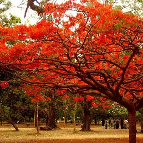 Mphmi Live Plant Nursery NCR Plants Gulmohar Plant Tree, Delonix regia - Plant Garden Live Plant Nursery Indoor Outdoor Living Plants? (B0C33N5HY6) Amazon Price History, Amazon Price Tracker