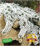 Die Steinaster Snowflurry ist eine neue Steingarten-Staude, die üppig über Steine kriecht und sich mit wunderbaren Asternblütchen dekoriert!