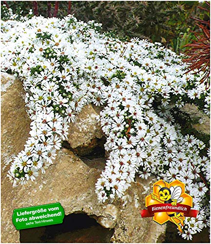 BALDUR Garten Winterharter Bodendecker Steinaster 'Snowflurry', 3 Pflanzen...