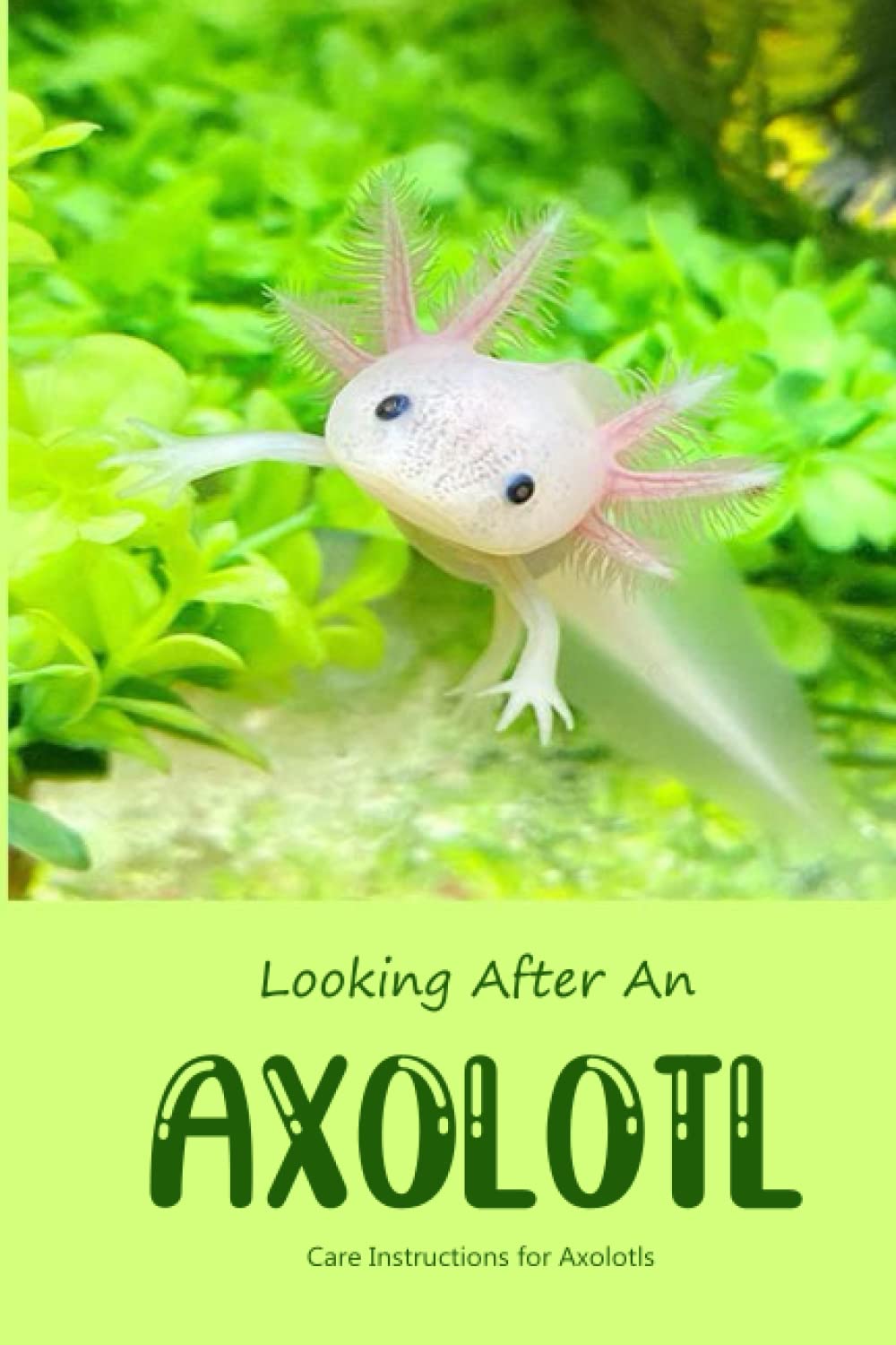 Buy Looking After An Axolotl Care Instructions for Axolotls Online at