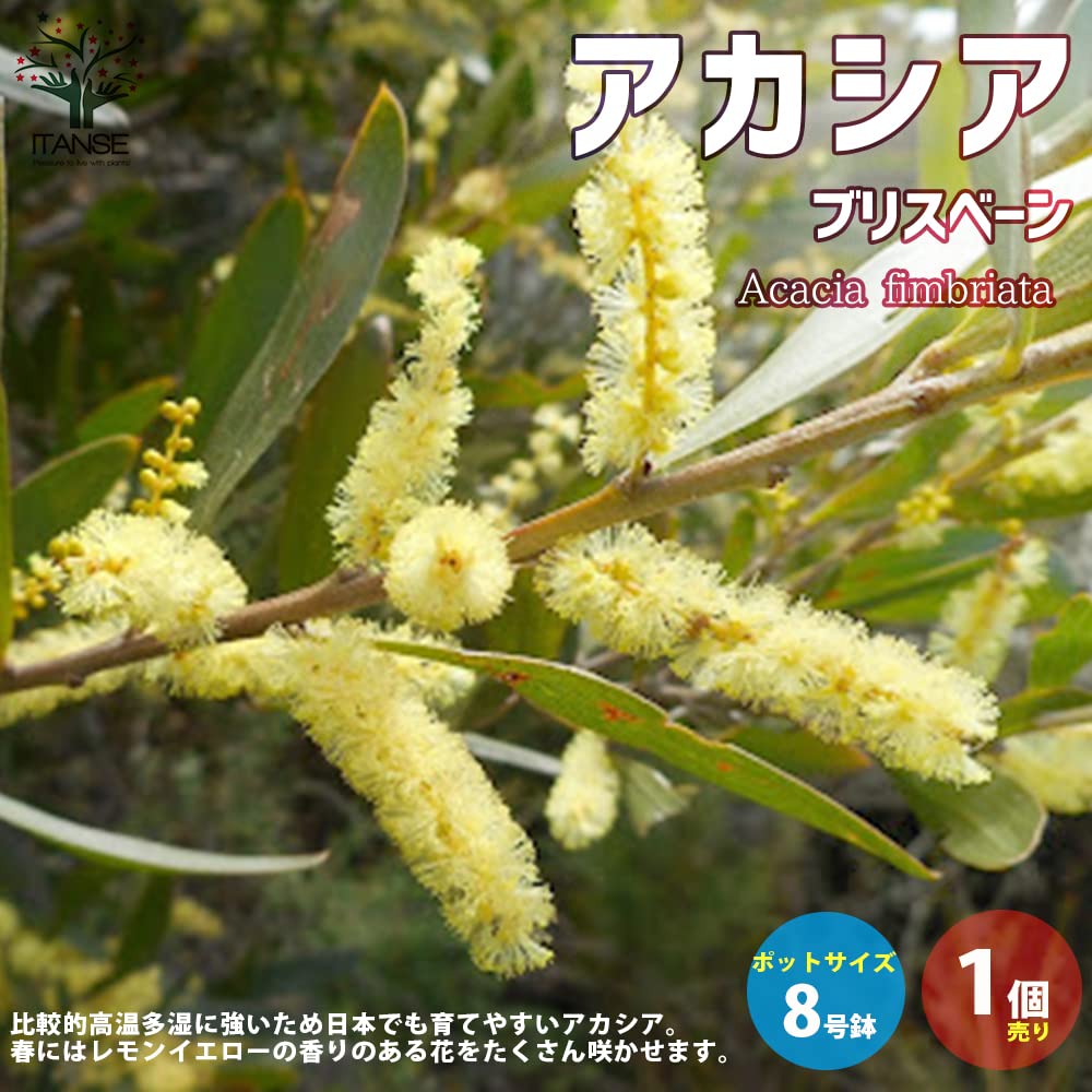 Amazon.co.jp: アカシア・ブリスベーン 8号スリット鉢大苗【品種で