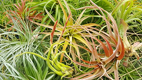 Tdg The Drunken Gnome Tillandsia Air Plants Assorted Variety Pack, 3 X-Large #TOP5