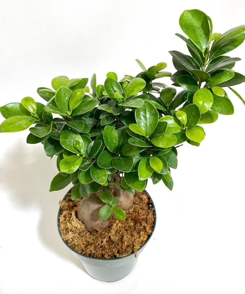 China Bot Small Leaves China Banyan Tree Kamarup Malyan Banyan Ficus Microcarpa Curtain Fig Gajumaru Live Plant Original Variety