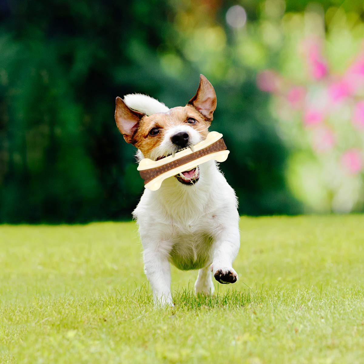 Why Does My Puppy Grind His Teeth