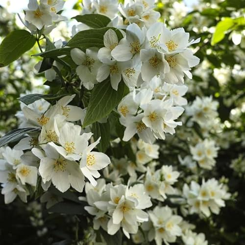 2 Mock Orange Live Shrubs | Mock Orange Bush Plants Live | 1–2 Feet Tall Young Shrubs | Outdoor Bushes for Borders and Landscape Design
