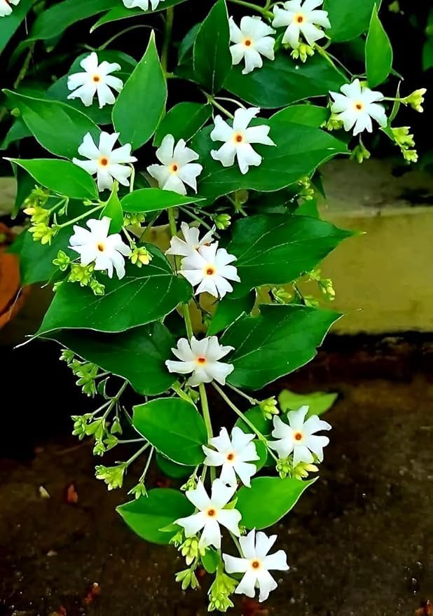 Image of Live Harsingar | Parijat Plant | Night Flowering Jasmine Plant with Pot for Outdoor Garden Plant with pot (HARSINGAR FLOWER PLANT)
