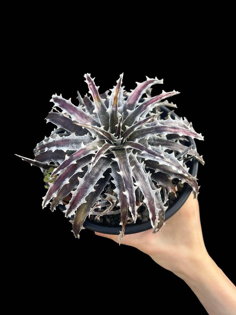 Amazon.co.jp: Dyckia 'Robinson' ディッキア Otto株 : ホビー