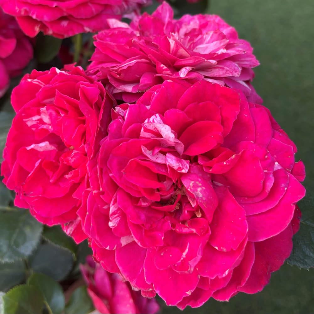YouGarden Andrew's Rose, Gift Wrapped Established Plant in 4 Litre Pot, Ready to Plant Bush Rose, Grow in Pots, Beds, or Borders for Summer and Autumn Flowers