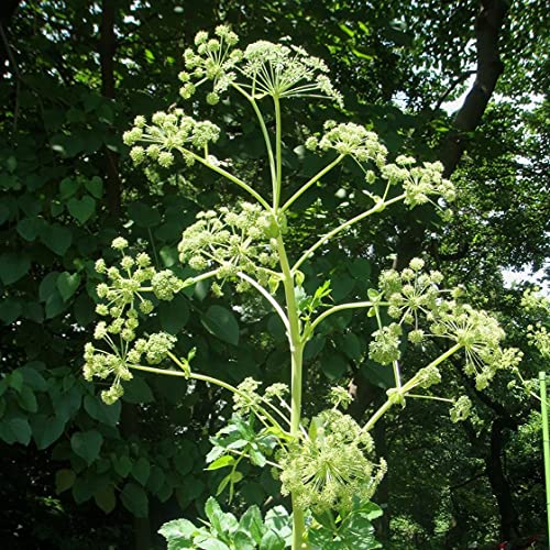 Palm Beach Medicinal Herbs - Bai Zhi (Angelica dahurica) - Packet of 20 Seeds - Image 2