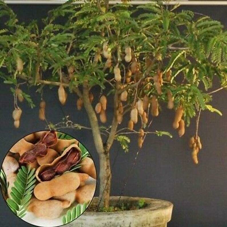 See full amazon price history chart for Online plant bazar Tamarind Sweet Imli Grafted Live Plant Online plant bazar Tamarind Sweet Imli Grafted Live Plant (B0BJ93CNLZ) Amazon Price History, Amazon Price Tracker