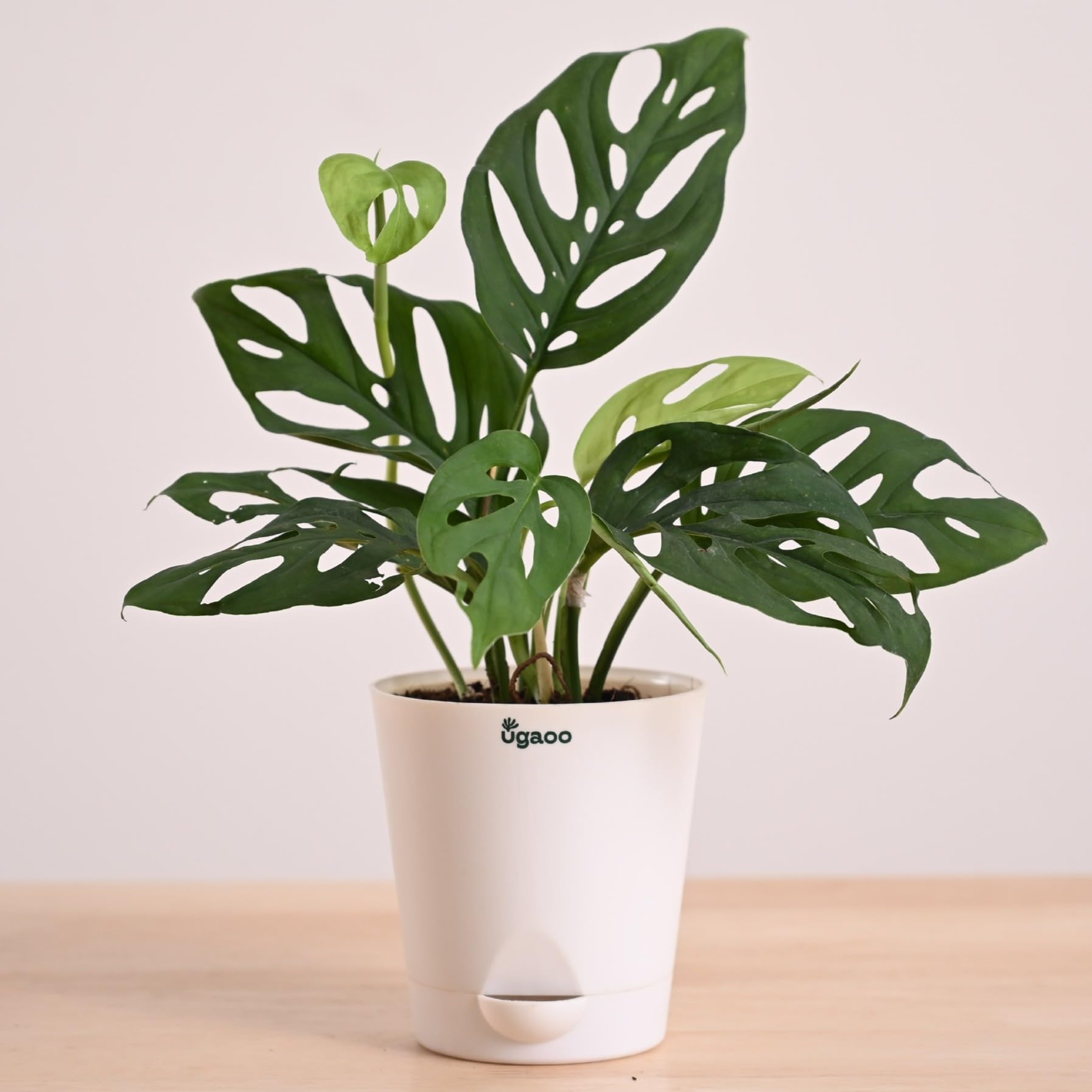 monstera like plant 5 Organic SPLIT LEAF PHILODENDRON Monstera Deliciosa Swiss Cheese Plan –  Seedville USA