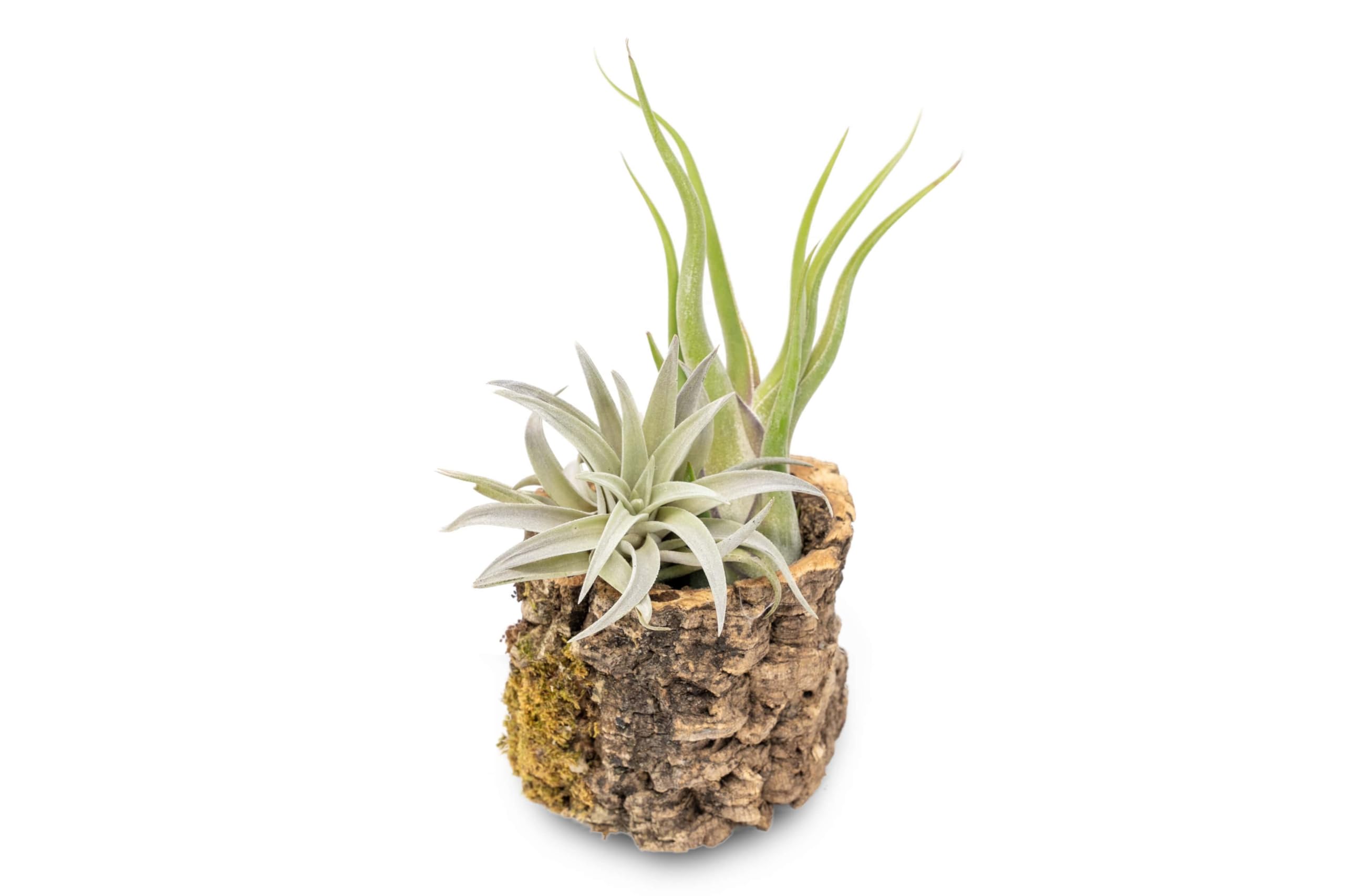 Air Plant Shop Cork Bark Planters with Assorted Air Plants- Wholesale and Bulk - Succulents - Live Tillandsia - Easy Care Indoor and Outdoor House