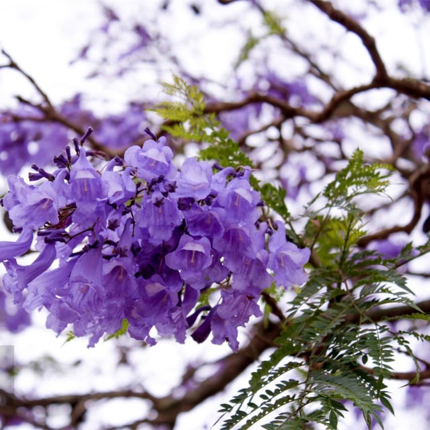 Miniatura 5 de 50 semillas de árbol de jacarana, bonsái floreciente y árbol de sombra paisajística, flores de trompeta morada, tolerantes a la sequía, semillas de
