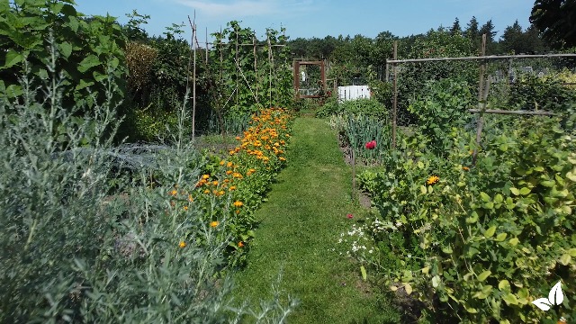 dnger fr gartenblumen Flssigdnger Universal (Gesundes Wachstum & prchtige Blten)  Grfin von  Zeppelin