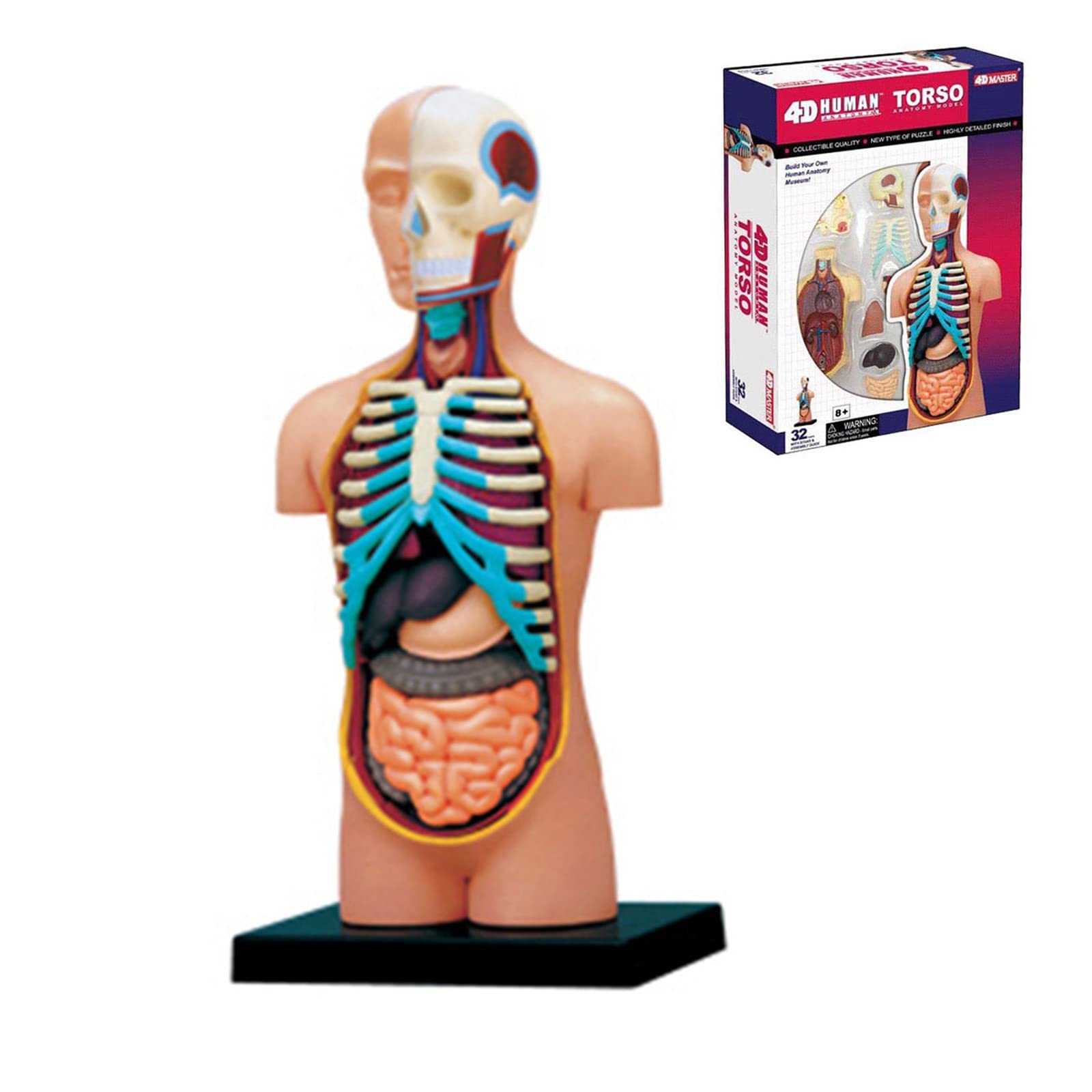 Modello di anatomia umana del busto con organi umani rimovibili Modello del corpo umano Scienza Forniture scolastiche per bambini Studenti Modello anatomico del busto umano