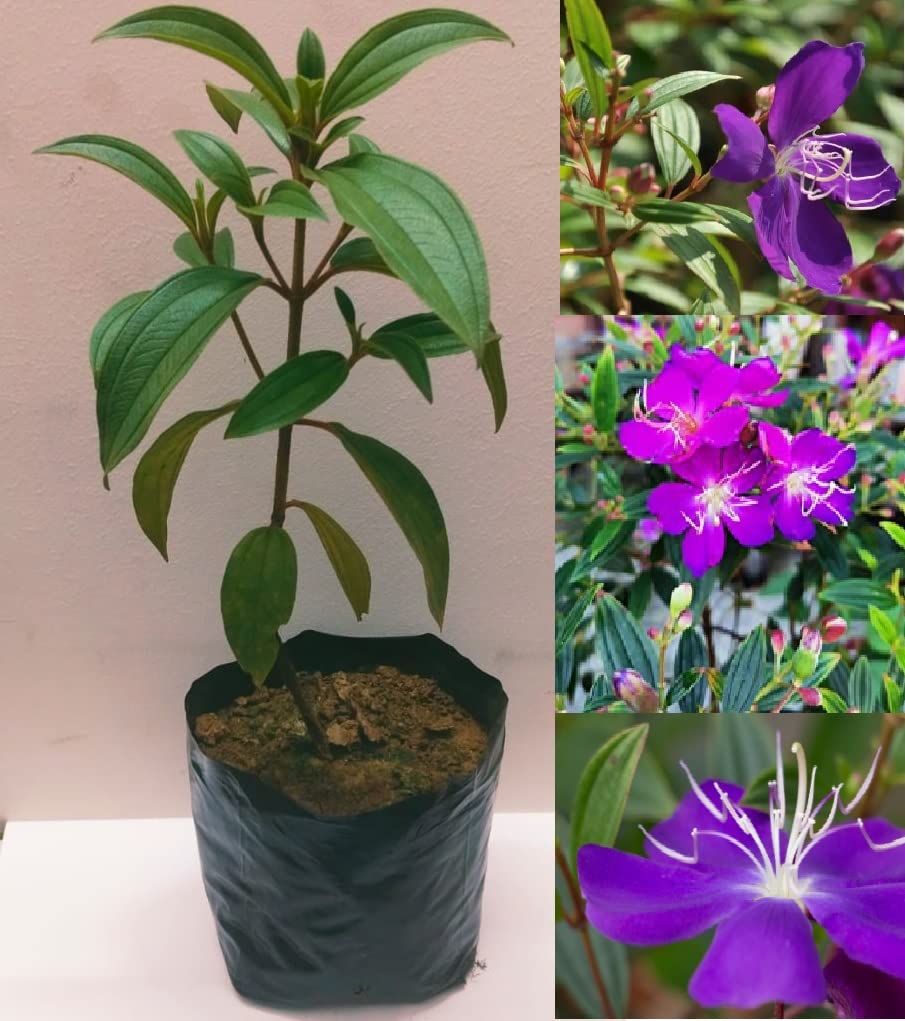 Green view " Begum Bahar Princess Flower Purple Glory Tree Ornamental LIVE Plant " Hybrid - 1 Healthy Live Decorative Flowering Plant 1-1.5 Ft (B0BVZNVN7K) Amazon Price History, Amazon Price Tracker