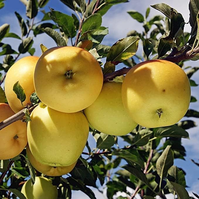 Image of All-Time 12 Months Hybrid GRAFTED Live Fruit Plant Original & Authentic Organic Tree for Outdoor Fast-Growing Fruit Plant Home Gardens Pack Of-1 (Golden Dorsett Apple Plant Live, Medium)