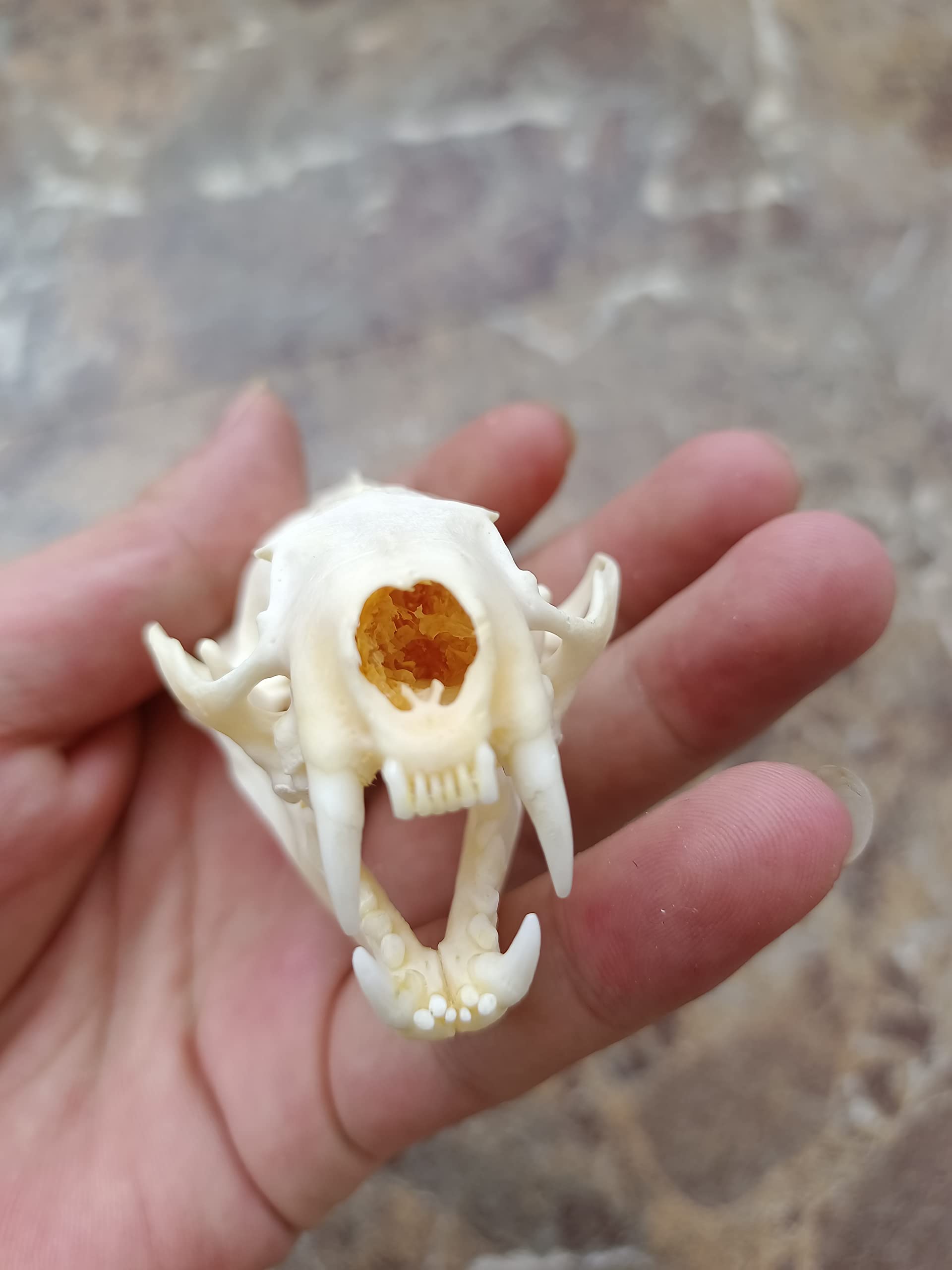 Daphnia Pulex, Living