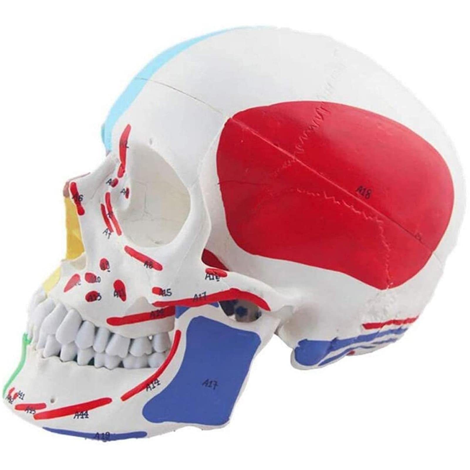 Modelo De Cráneo Desmontable con Numeración Manual Detallada, Modelo De Anatomía Corporal, Modelo De Anatomía Médica A Tamaño Real, Modelo De Cráneo Humano