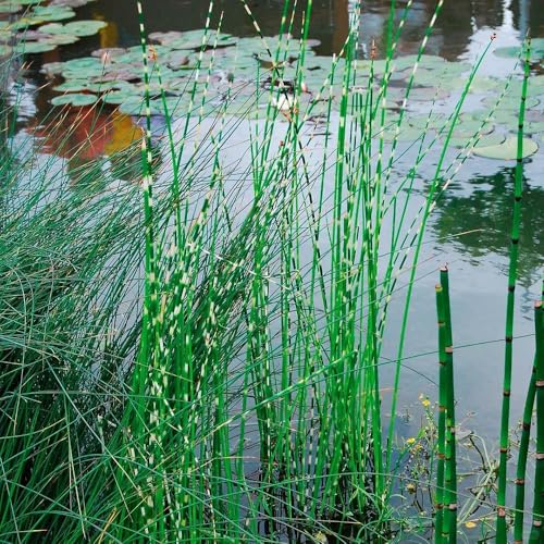 semillas resistentes de pasto cebra exóticas, verano bonsái jardín rocas interior fácil cuidado césped ornamental resistente, 300pcs