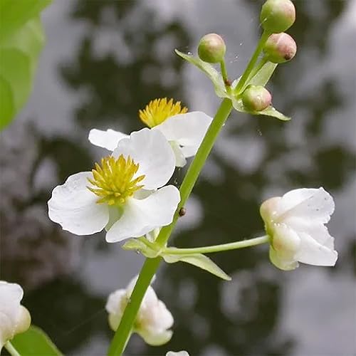 Miniatura 4 de QAUZUY GARDEN 500 semillas de punta de flecha de hoja ancha (Sagittaria Latifolia) Patata india, semilla Katniss  Llama la llamativa flor de jardín