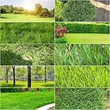 rasensamen balkonpflanzen winterhart heilkräuter topfpflanzen rasensaat kübelpflanzen winterhart mehrjährig gartenpflanzen kräutersamen dekopflanzen zimmerbonsai bonsai 6000samen