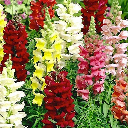 Miniatura 2 de Semillas de Snapdragon Tetra Mix para plantar, más de 2000 semillas de flores por paquete, semillas de jardín de Isla (semillas de jardín de Isla),