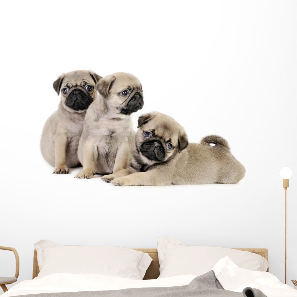 Wallmonkeys Three Pug Puppies Wall Decal - Peel And Stick, 24" W X 16" H, Removable Vinyl Sticker, Made In USA