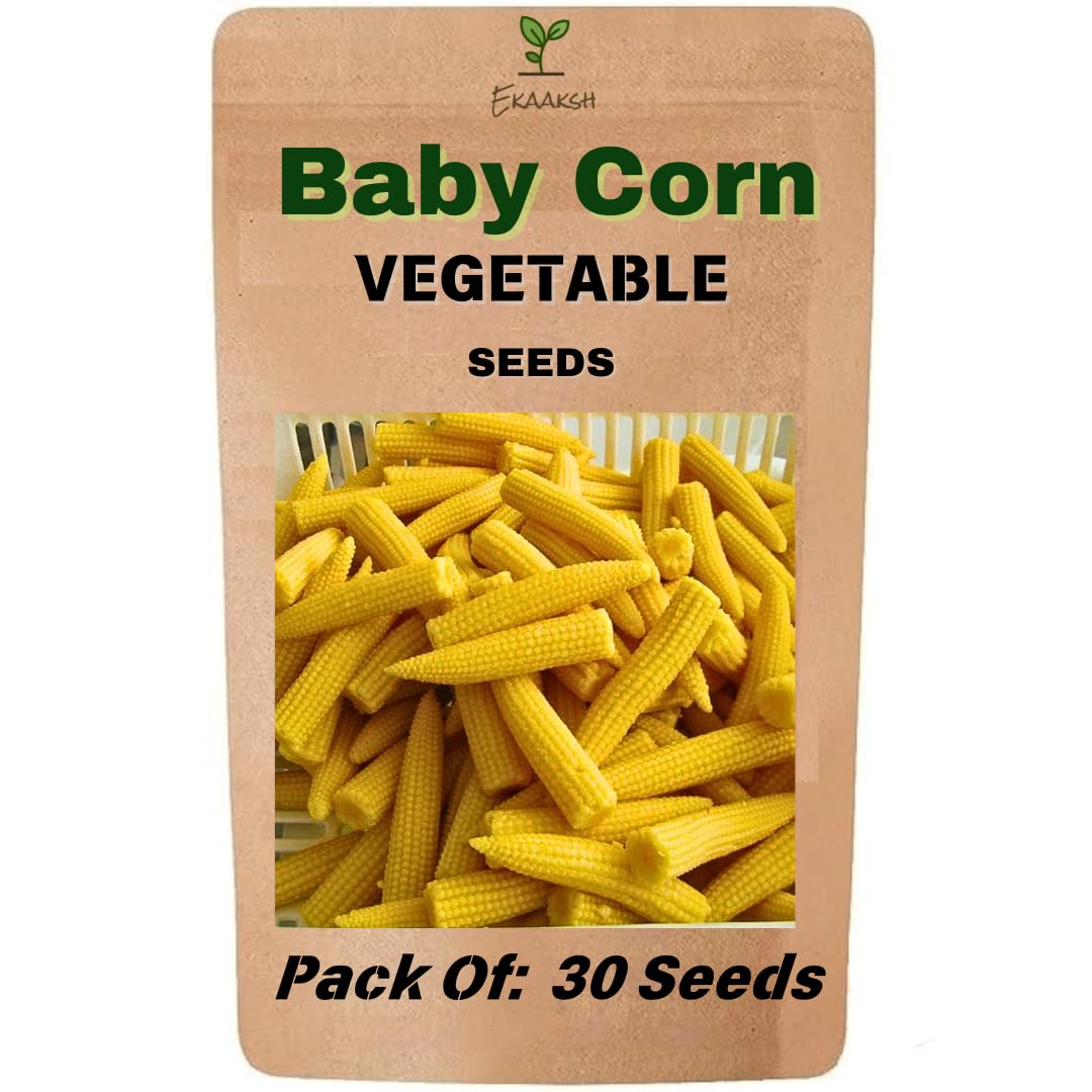 Ekaaksh - Baby Corn Seeds + Free Seed Germination Paper + Planting Guide - New Seeds with Test Result - Best for Pots, Terrace & Kitchen Gardening-image-18