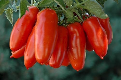 Miniatura 5 de CEMEHA SEEDS Tomate Like Pepper Form Vegetal Heirloom Non-GMO