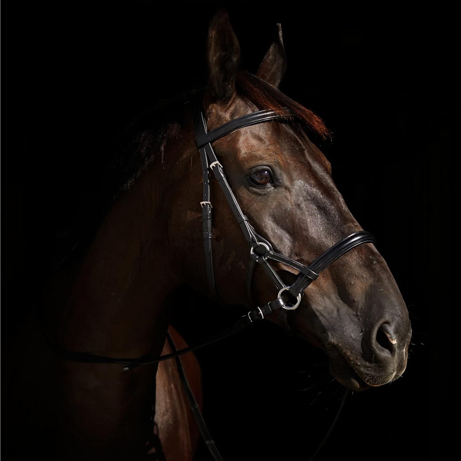 HORZE Denver Bitless Bridle : Sports & Outdoors