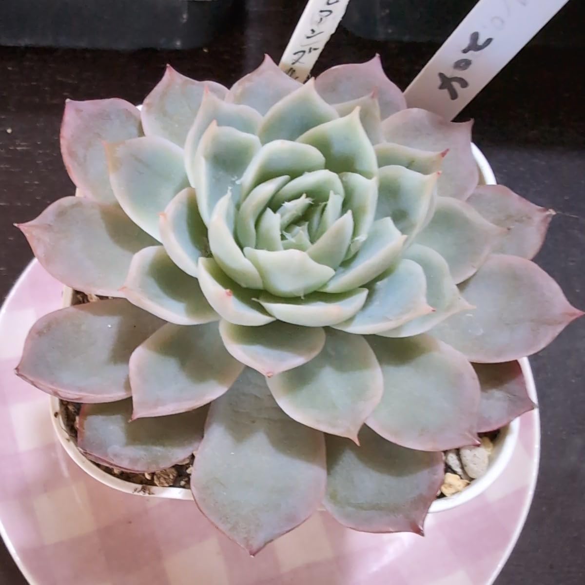 Amazon.co.jp: 多肉植物ヤ即3 エケベリア カリビアンブルー 204