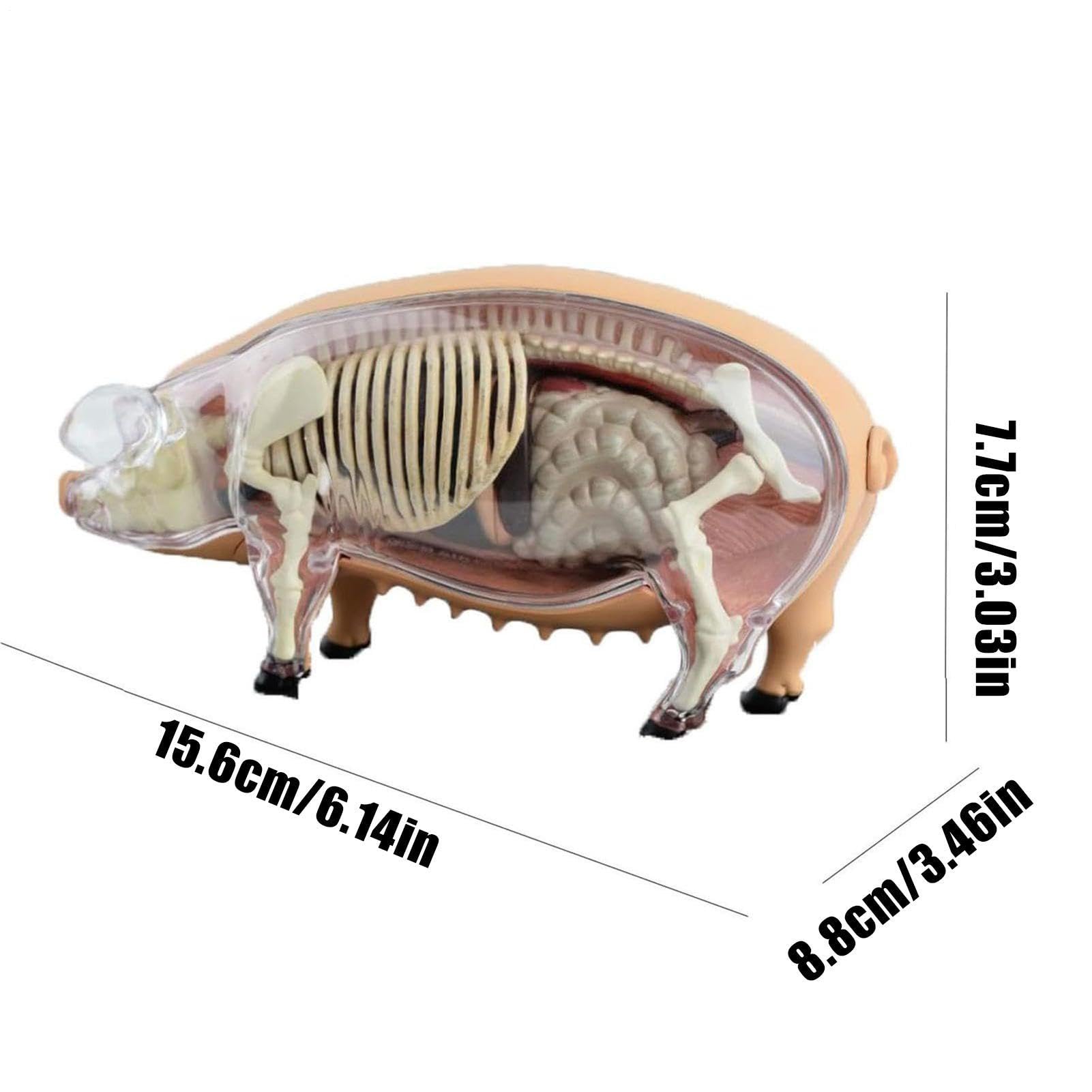 Modelo de Anatomía Animal Herramienta de Enseñanza para Cerdos | Herramienta Científica Juguete Demostración Biológica Material Didáctico De Biología Para Aulas Estudiantes Clínicas