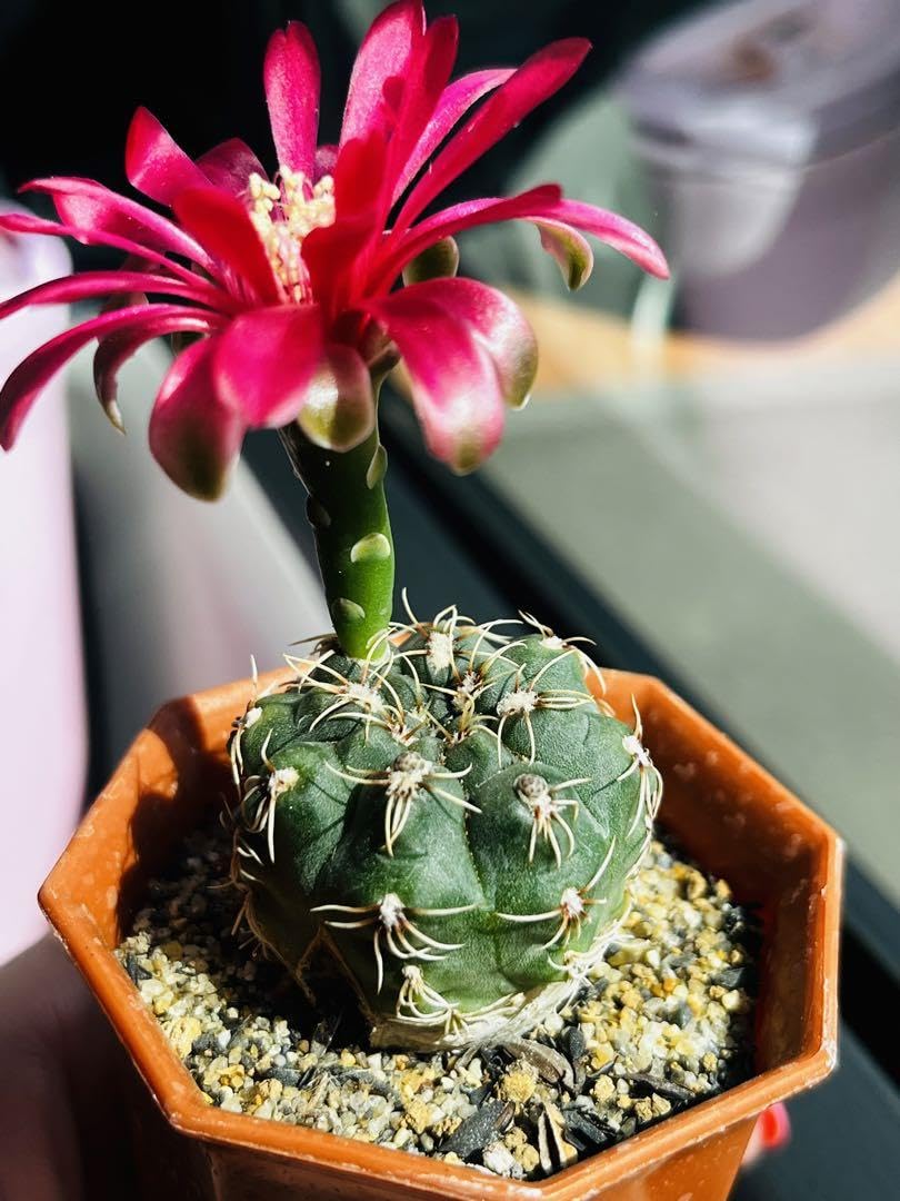多肉植物　花サボテン　緋花玉　実生 セール 多肉植物 花サボテン 血斑緋花玉 実生 - メルカリ