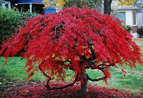 Amazon Com Red Laceleaf Weeping Japanese Maple Tamukeyama Tolerates Sun 2 Year Live Plant Toys Games