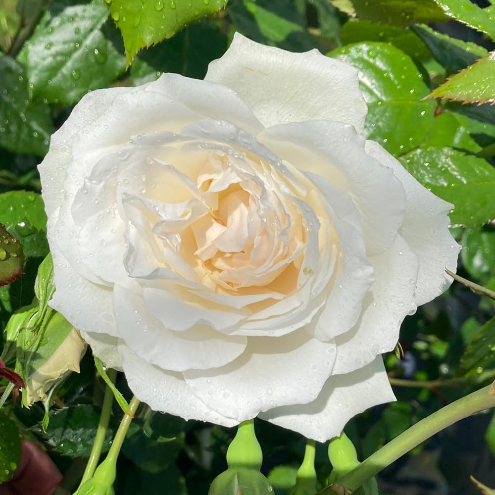 YouGarden Harkness Rose 'With Love' ™, Established Rose in 4 Litre Pot, Ready to Plant