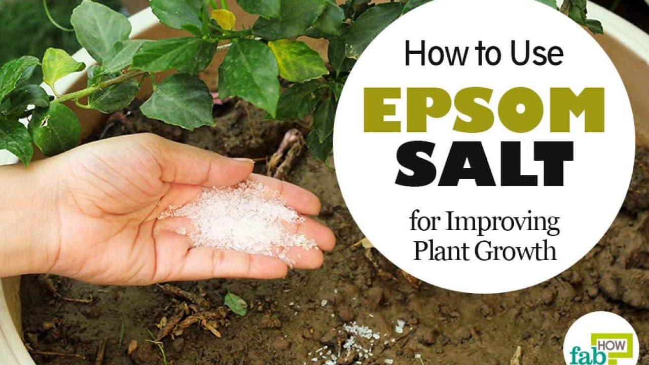 Radha Krishna Agriculture 1Kg Epsom Salt for Plants in Garden 1