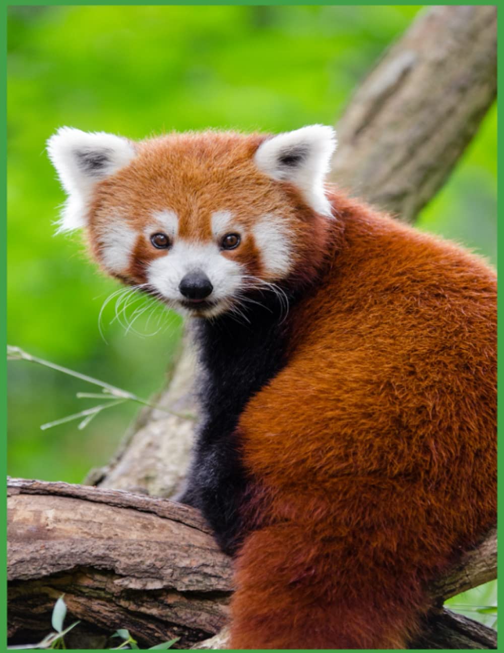 Sketchbook: Red Panda Sketch Book for Kids | Practice Drawing and Doodling | Sketching Book for Kids (Boys and Girls)