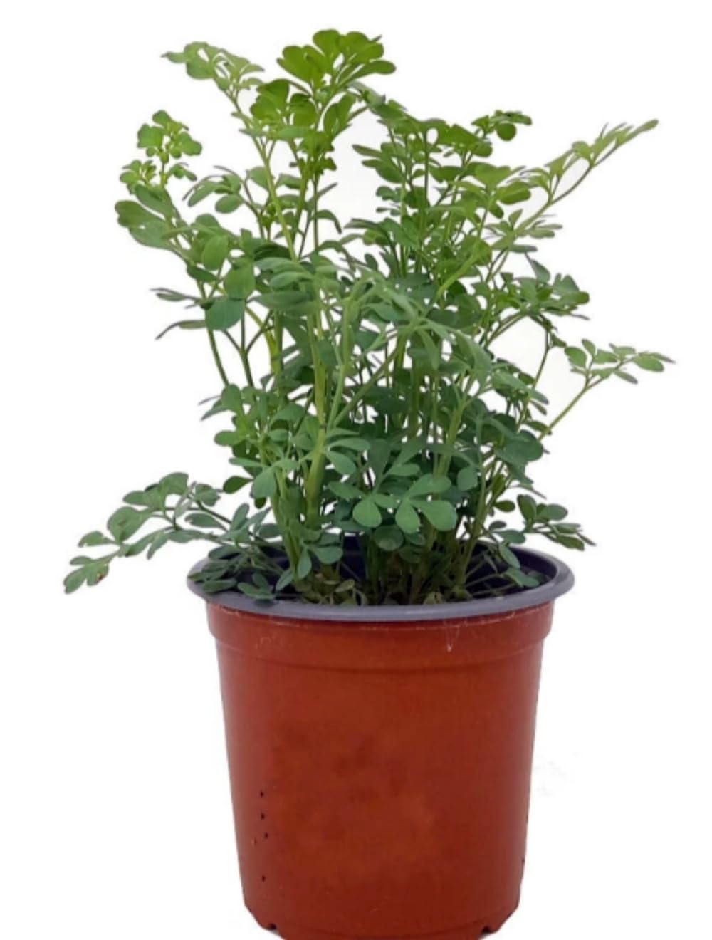 Pack de 6 Plantas Aromaticas Naturales. Mix de plantas aromáticas, 15-20 cm. Menta piperita, Ruda graveolens, Peregil, Oregano comun, Santolina, Ajedrea. Segura Garden.