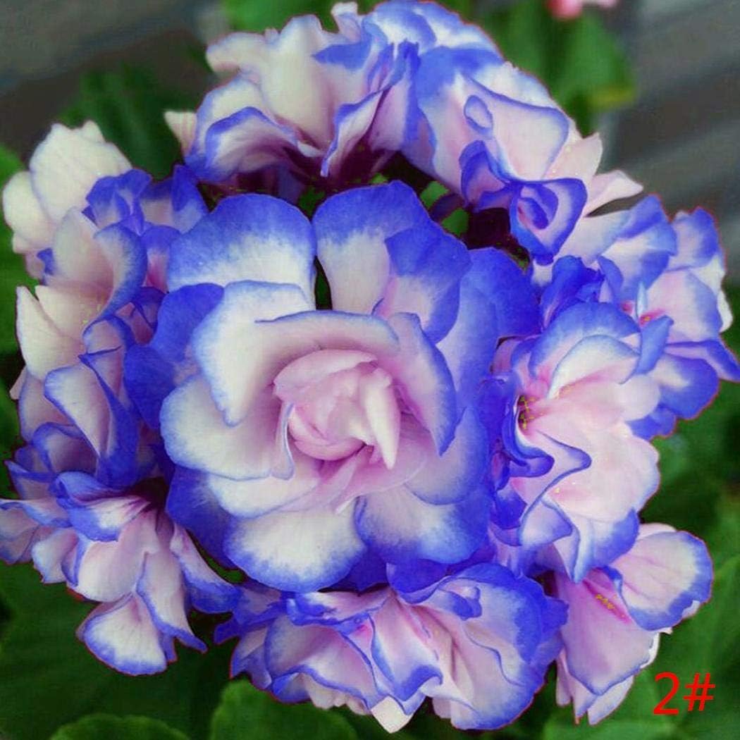 Ultrey Seed House - 10 Pieces Rare Geranium Seeds Geraniums Perennial Garden Flowers Seeds Hardy Plant Bonsai Potted Plant for Garden Balcony/Terrace