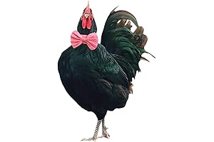 Anti Rooster Crow Collar Stops Annoying Noise