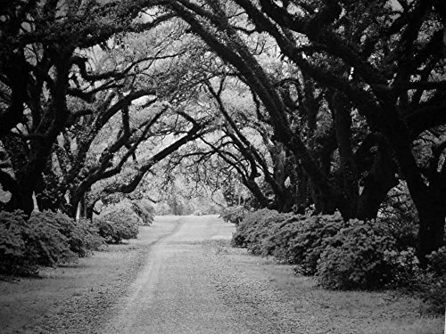 Tree Tunnel - Black & White -Oil Painting On Canvas Modern Wall Art Pictures for Home Decoration Wooden Framed (12X16 Inch, Framed)
